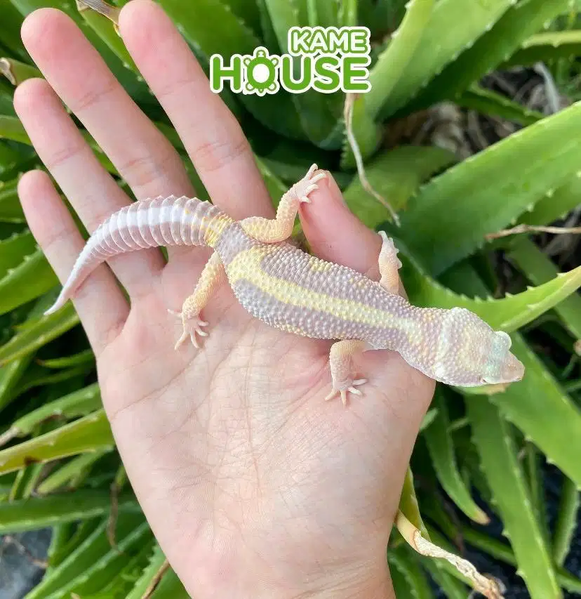 Gecko male Tremper BS