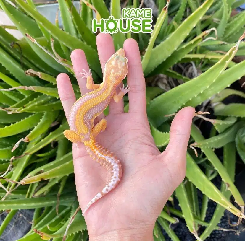 Gecko BS Tremper male