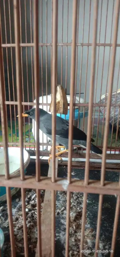 Burung jalak kebo