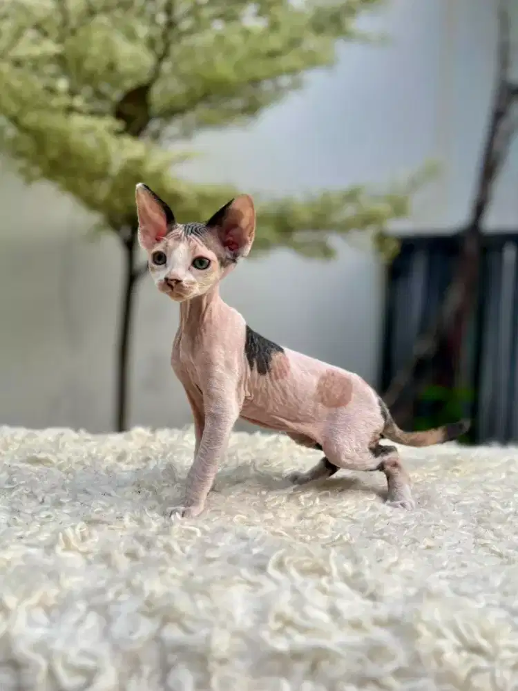 Di Jual Kitten Shpinx Betina