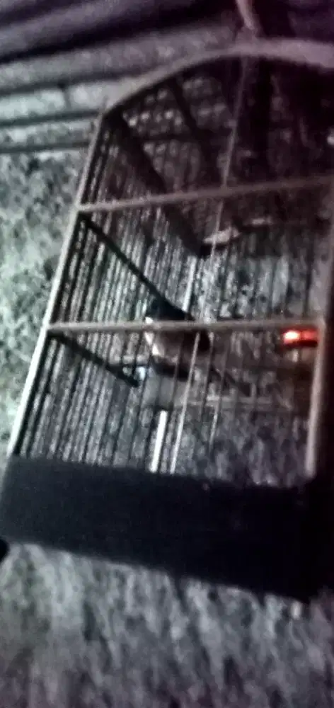 BURUNG PERKUTUT LOKAL UMURAN SETAHUN