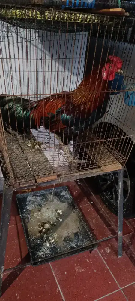 Ayam jantan jenis kurang paham