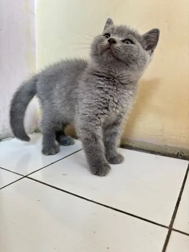 Jual short hair ada 2 ekor