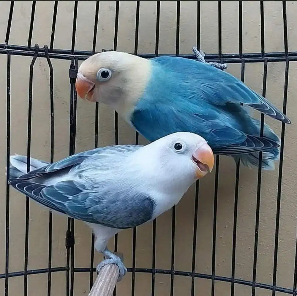 Lovebird biola blue