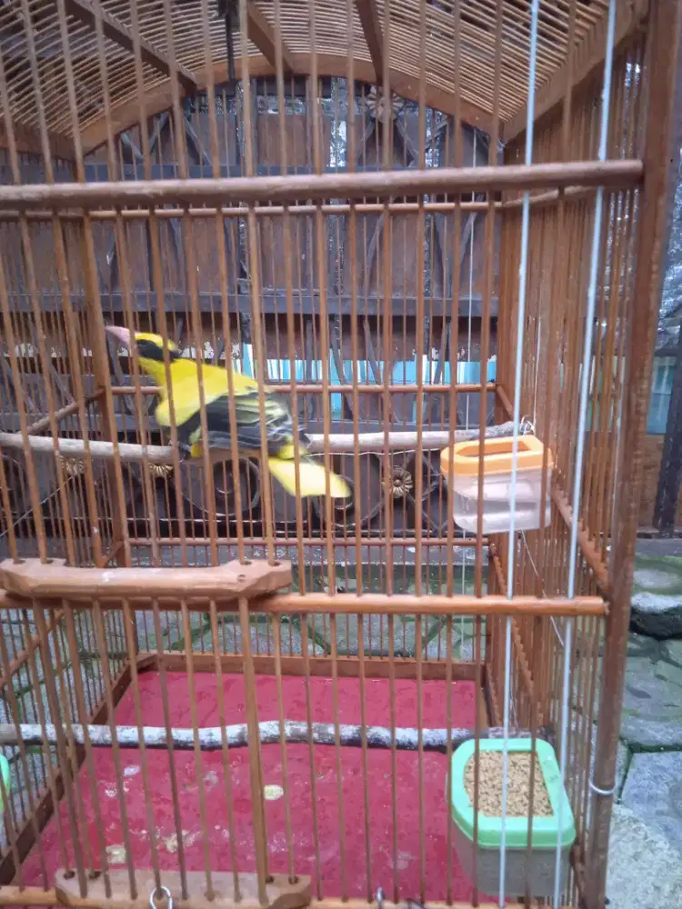 Burung kepodang