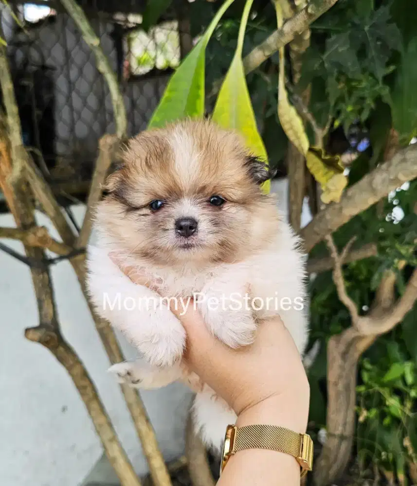 Superminipom Pomeranian anjing Import termurah