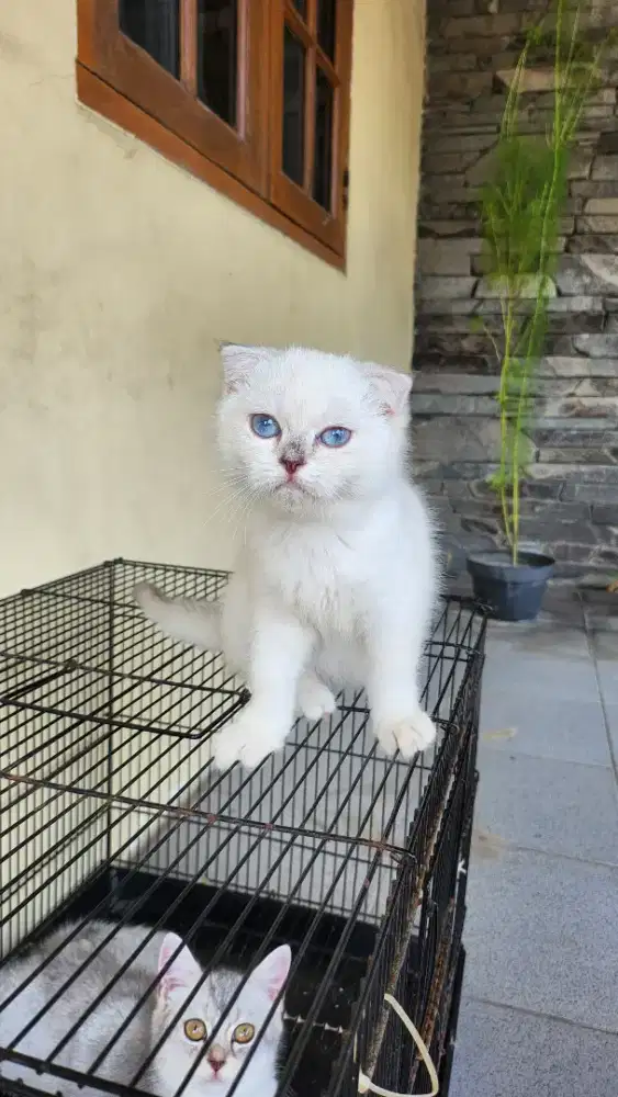 Kucing jantan Scottish fold