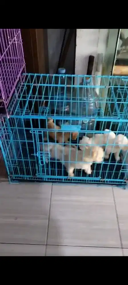 Toy Poodle Jantan/Btn