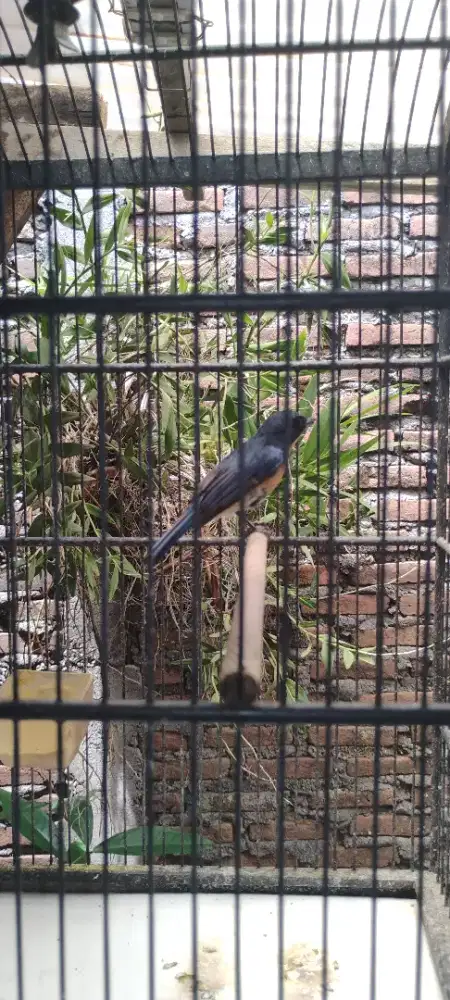 binbin gunung non fullset