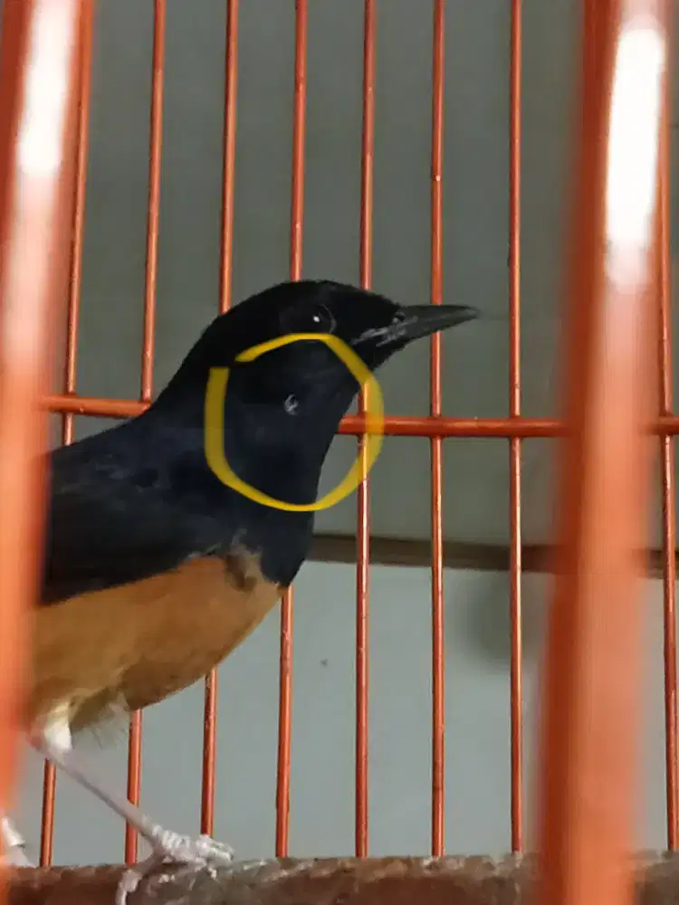 Murai batu muda 1x mabung