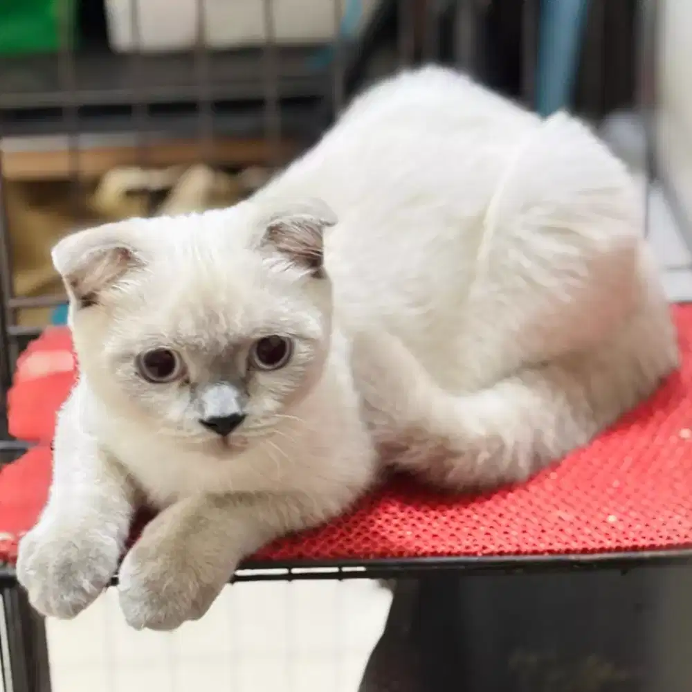 Kucing scottish fold kitten/british shorthair jakarta