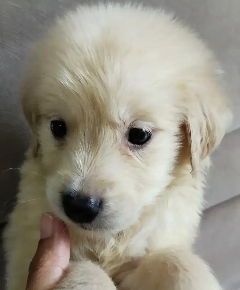Anak golden Retriever