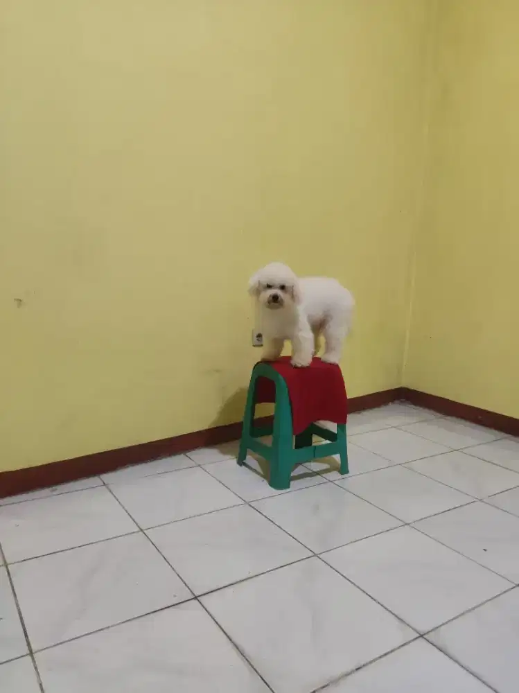 Open adopsi doggy ras kecil jenis Bichon Frise betina 3tahun non stb