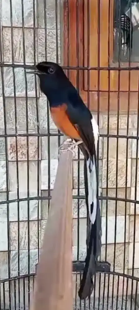 MUray batu ekor panjang 25 prospek