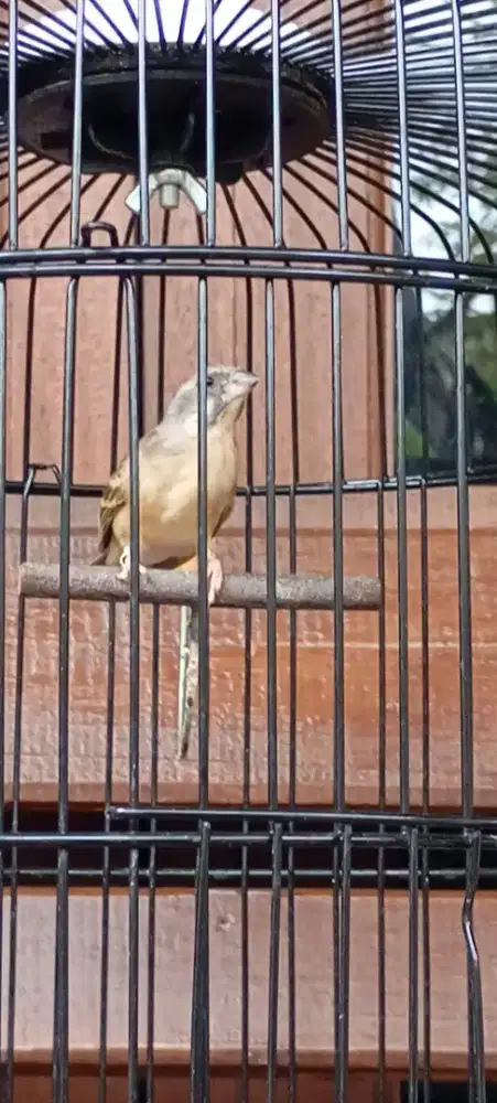 Burung lemon fisch betina