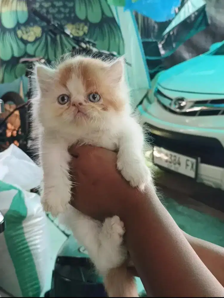 Persia peaknose betina