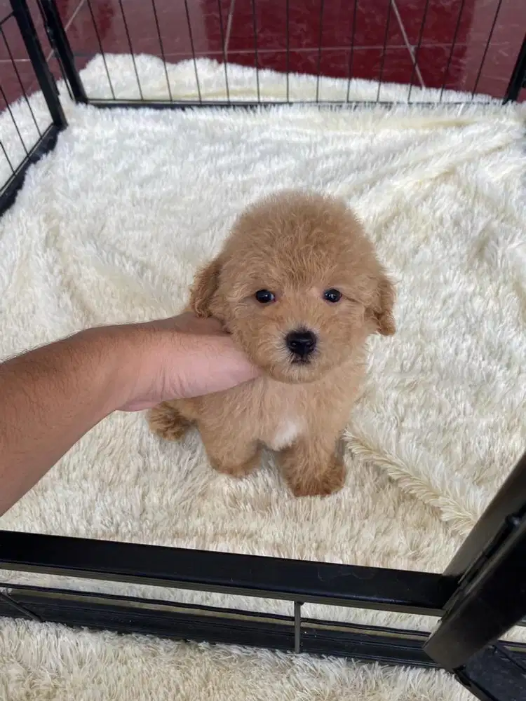 Tiny poodle jantan