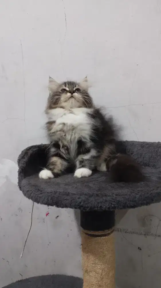 Kucing Maincone betina