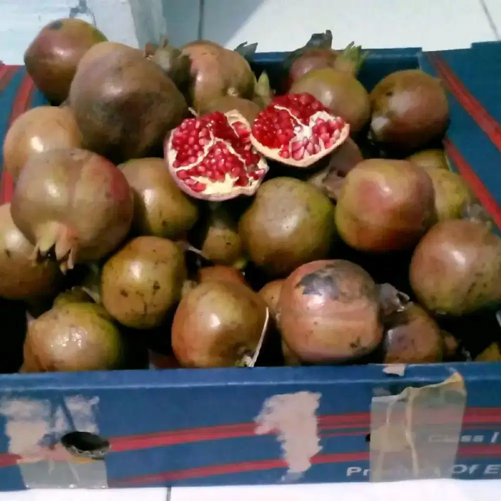 Buah delima merah kampung harga tuk 1 buah ukuran kecil