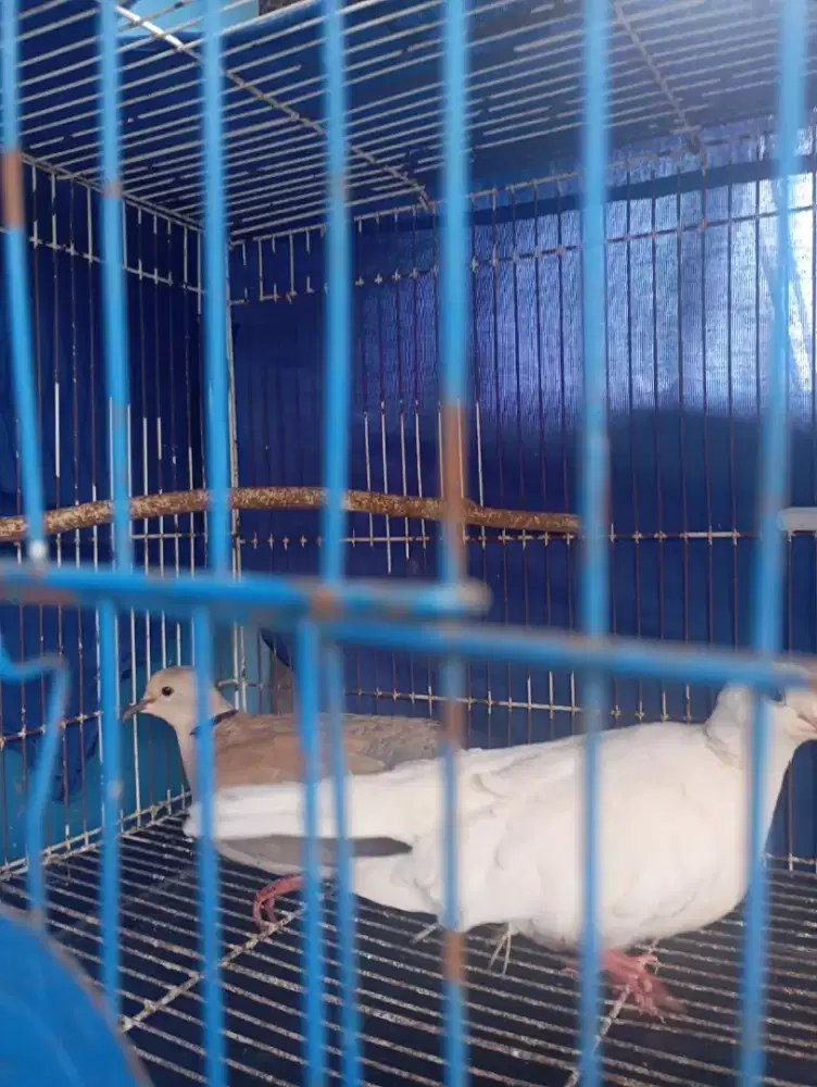 JuaL 2ekor burung puter putih & puter coklat betina 22nya dgn kurung