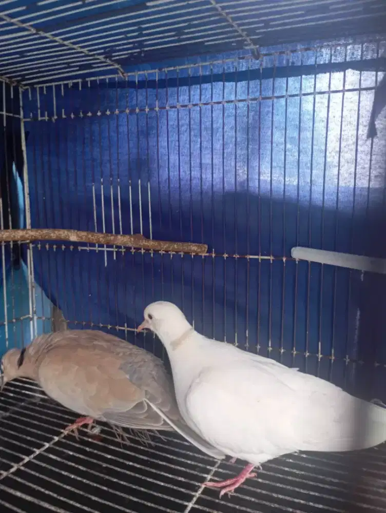 JuaL 2ekor burung puter putih & puter coklat betina 22nya dgn kurung