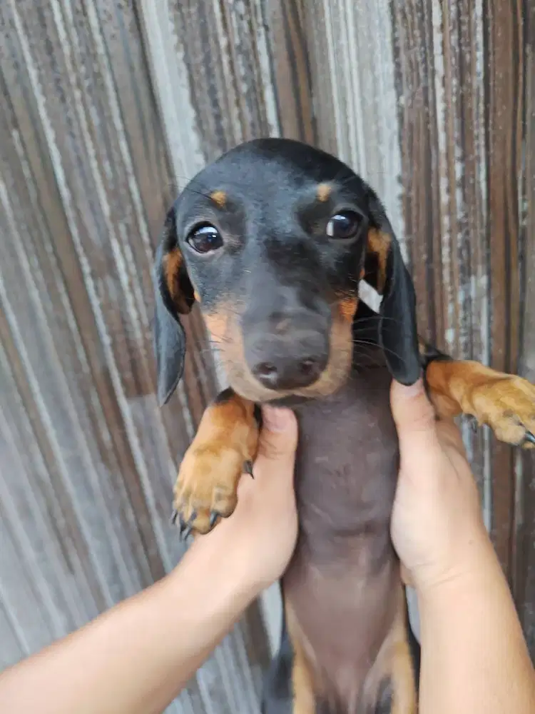 Jual TEKEL DACHSHUND 4 cewe, 2 cowo, dob25okt25 NO-STAMBOOM NO-VACCINE