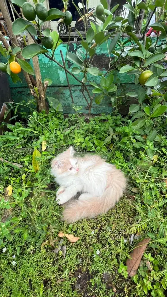 JUAL ANAK KUCING ANGGORA PERSIA