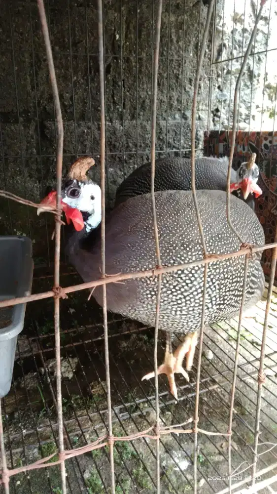 DIJUAL nego !! Ayam Mutiara, sepasang
