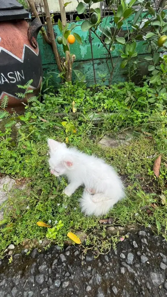 JUAL ANAK KUCING ANGGORA PERSIA