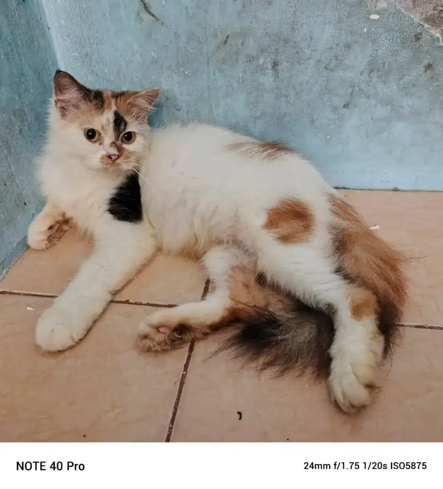 Calico belang telon
