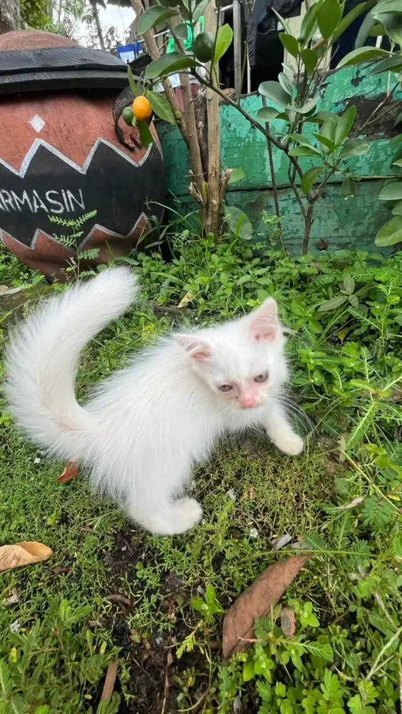 JUAL KUCING ANGGORA PERSIA