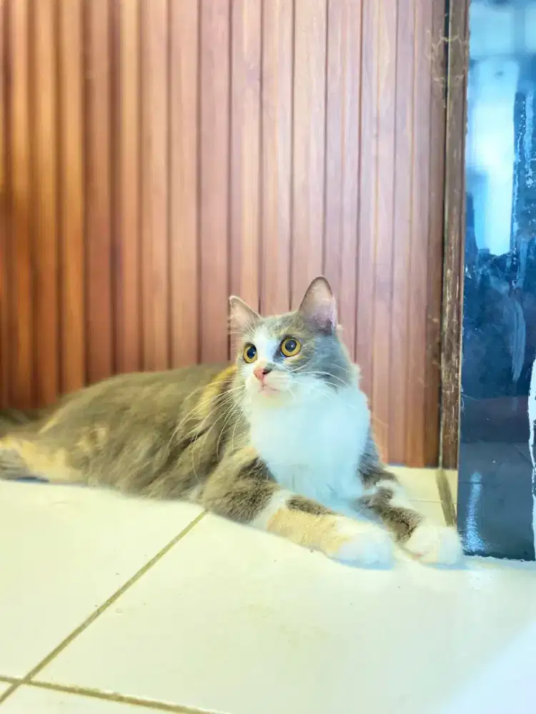 Kucing persia medium