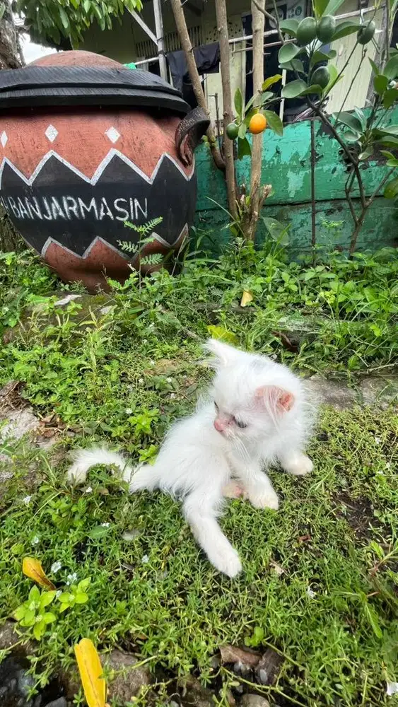 JUAL ANAK KUCING ANGGORA PERSIA