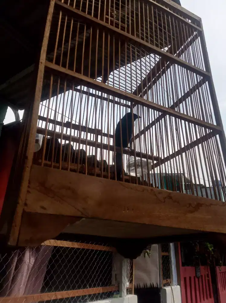 Burung sri gunting, pur total. Jinak