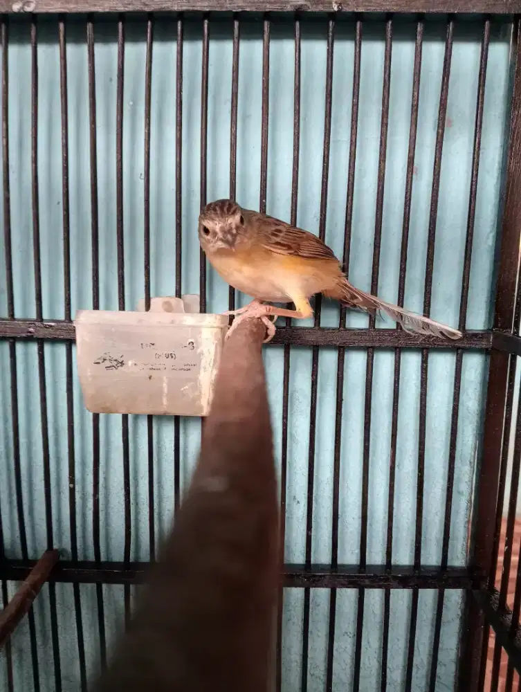 Cigun gacor breen ak47