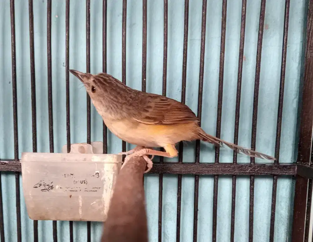 Cigun gacor breen ak47