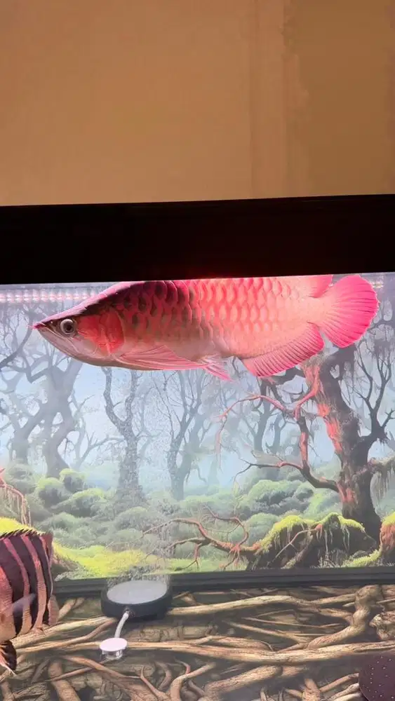 Aquarium besar set dan ikan jumbo