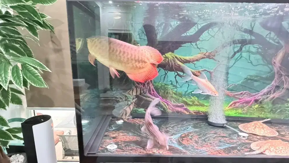 Full set aquarium dan arwana no tail merah