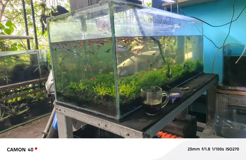 Aquarium bekas fullset