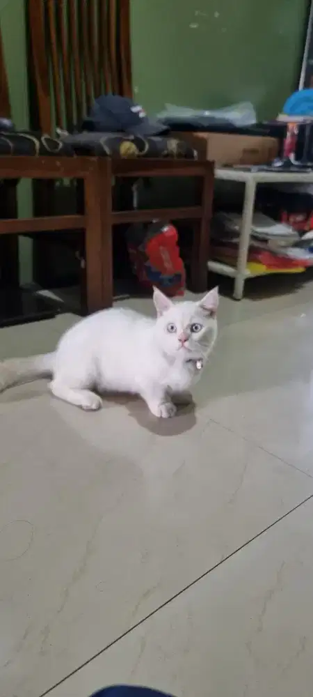 Munchkin cebol all jantan