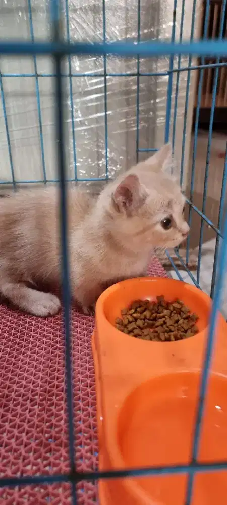 Munchkin cebol all jantan