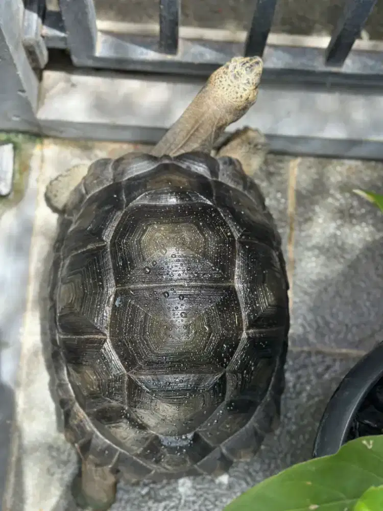 Aldabra 32cm short body Gagah