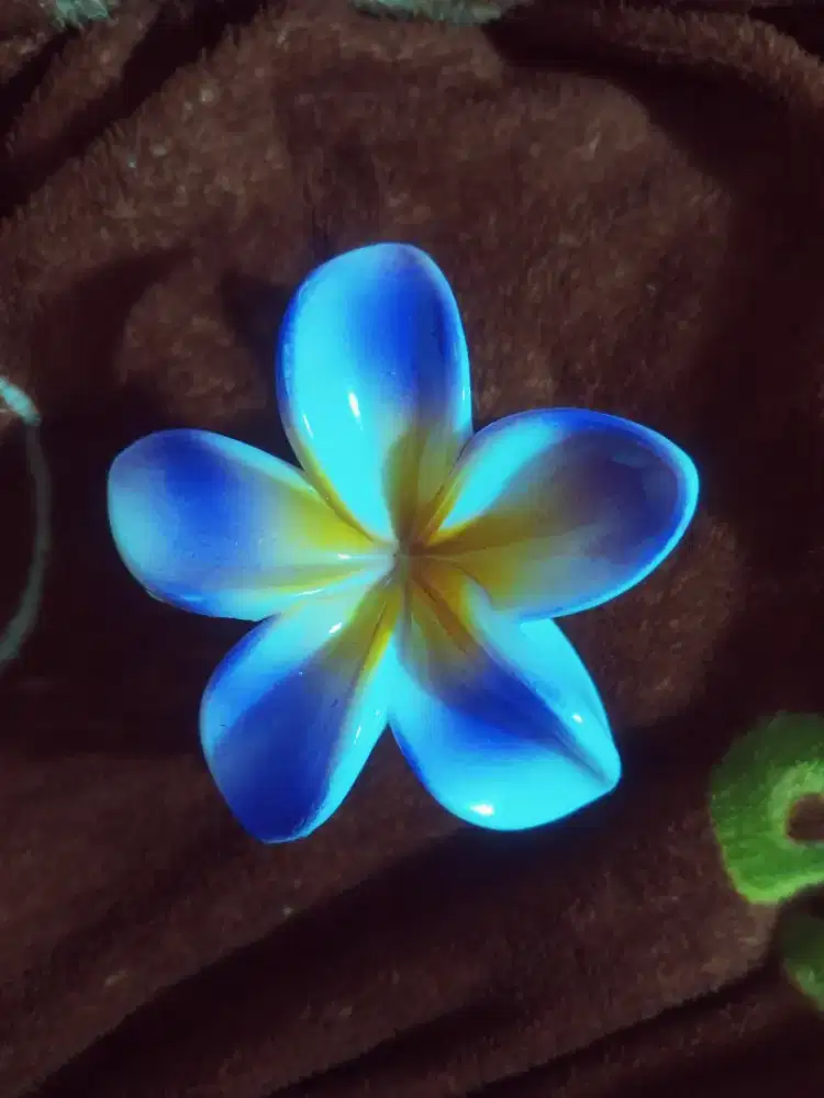 Jedai bunga -HSC 2025