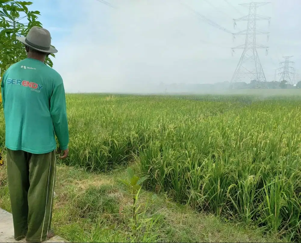 BU Jual Tanah Sawah banting harga asal cepat