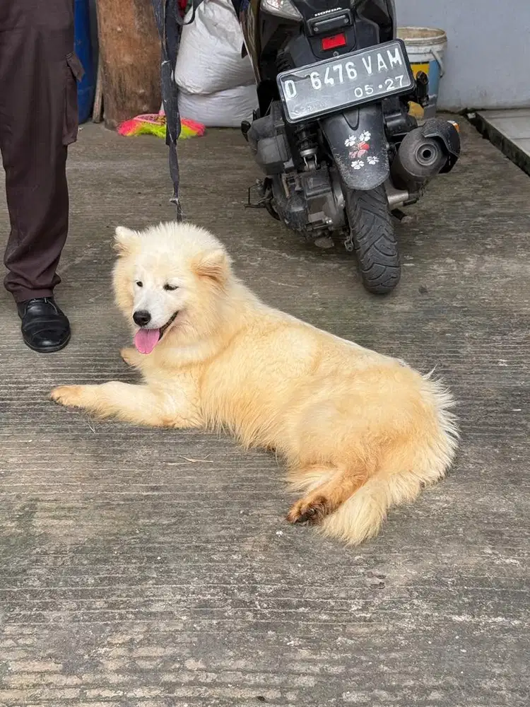 Samoyed Murah Betina