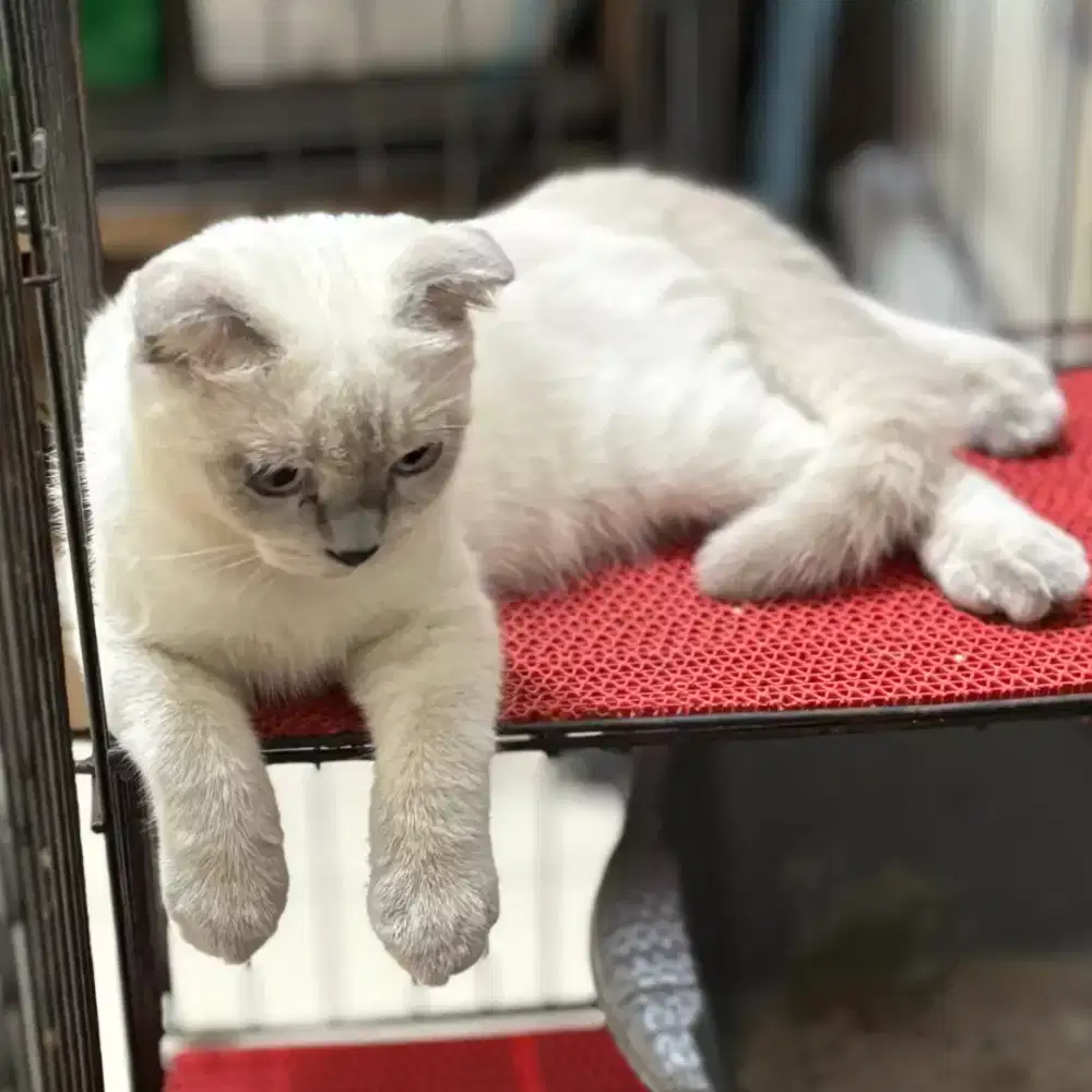 Kitten scottish fold/british shorthair jakarta