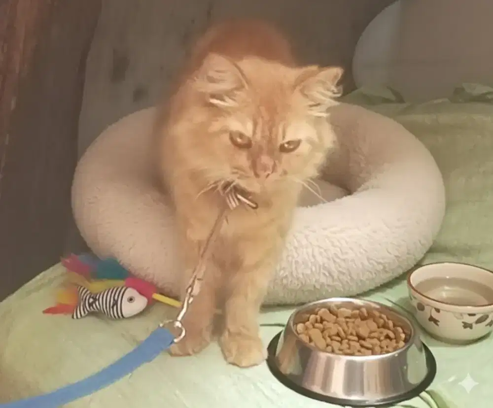 Kucing persia mixdome