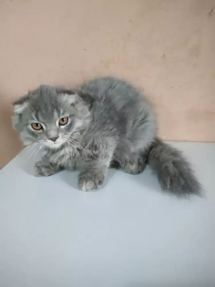 Kitten scottish fold jakarta selatan