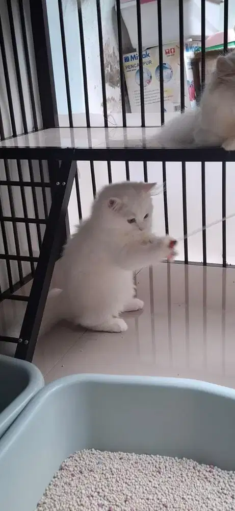 lepas adop persia betina