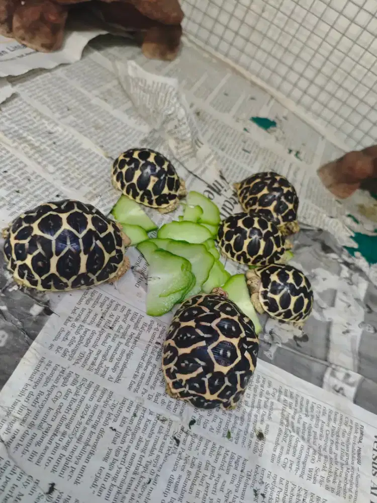 Baby kura indian star / istar torto